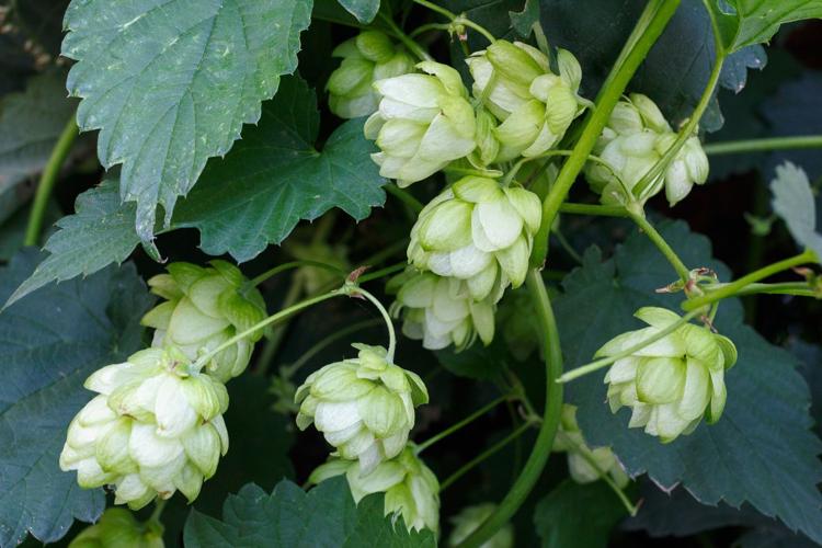 How to grow your own hops and where to find them in Lancaster County | Home  & Garden | lancasteronline.com