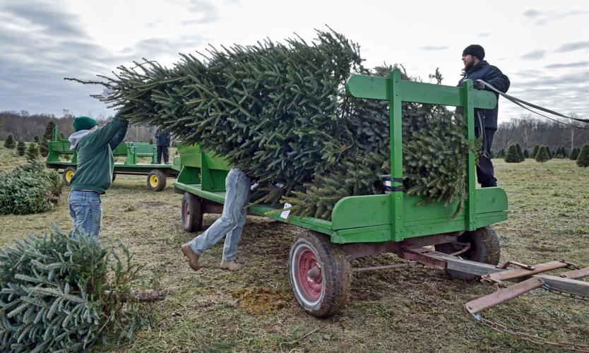 How to pick a Christmas tree & have a good time doing it Local News