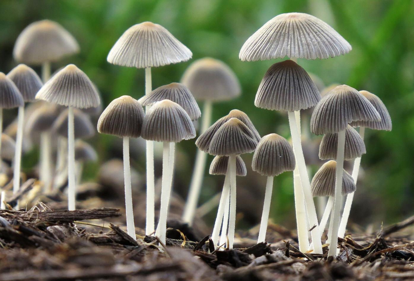 Givens fungi.png