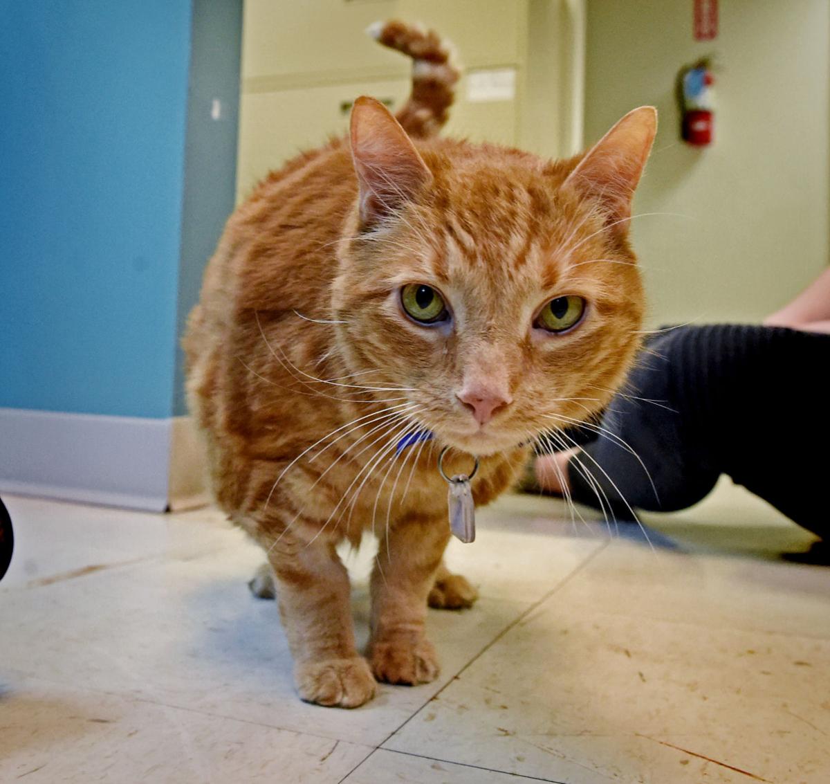Pet of the week: Adopt Chunk Norris, a 14-year-old ...
