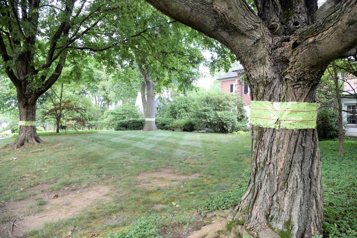 Popular sticky tape to trap spotted lanternflies is slaughtering