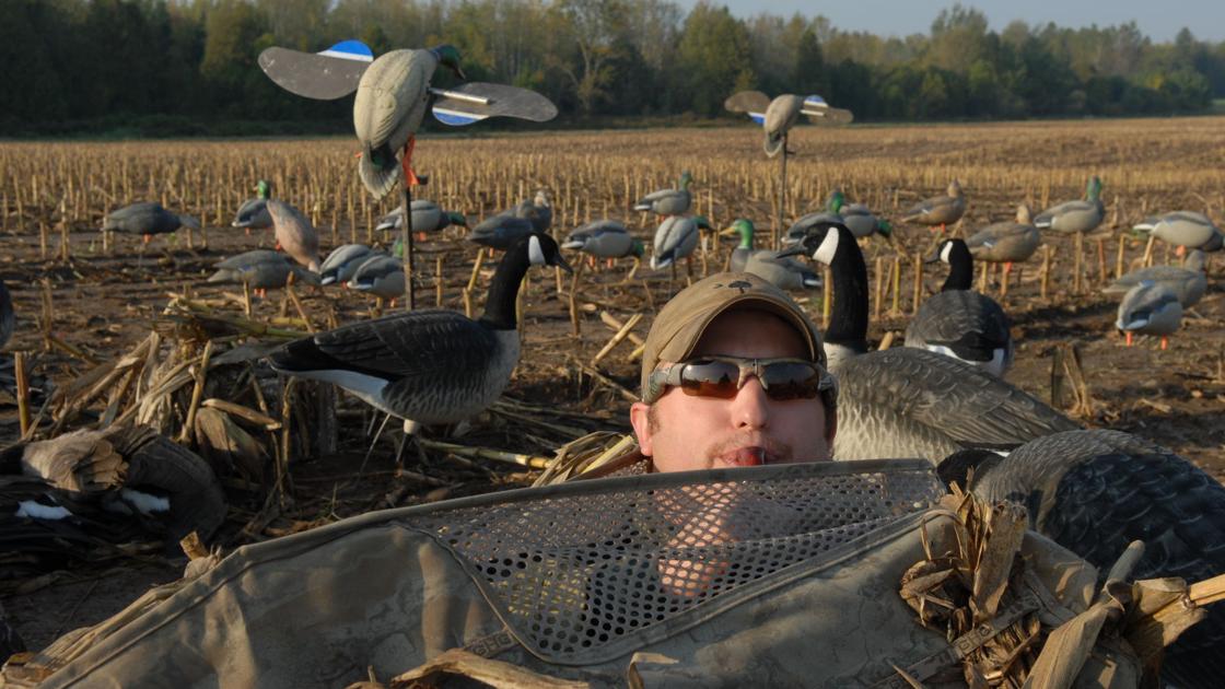 Mallard duck sounds Mallard duck sounds