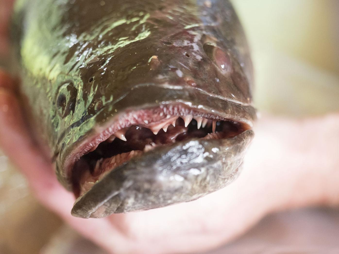Invasive 'Frankenfish' confirmed in stretch of Susquehanna River