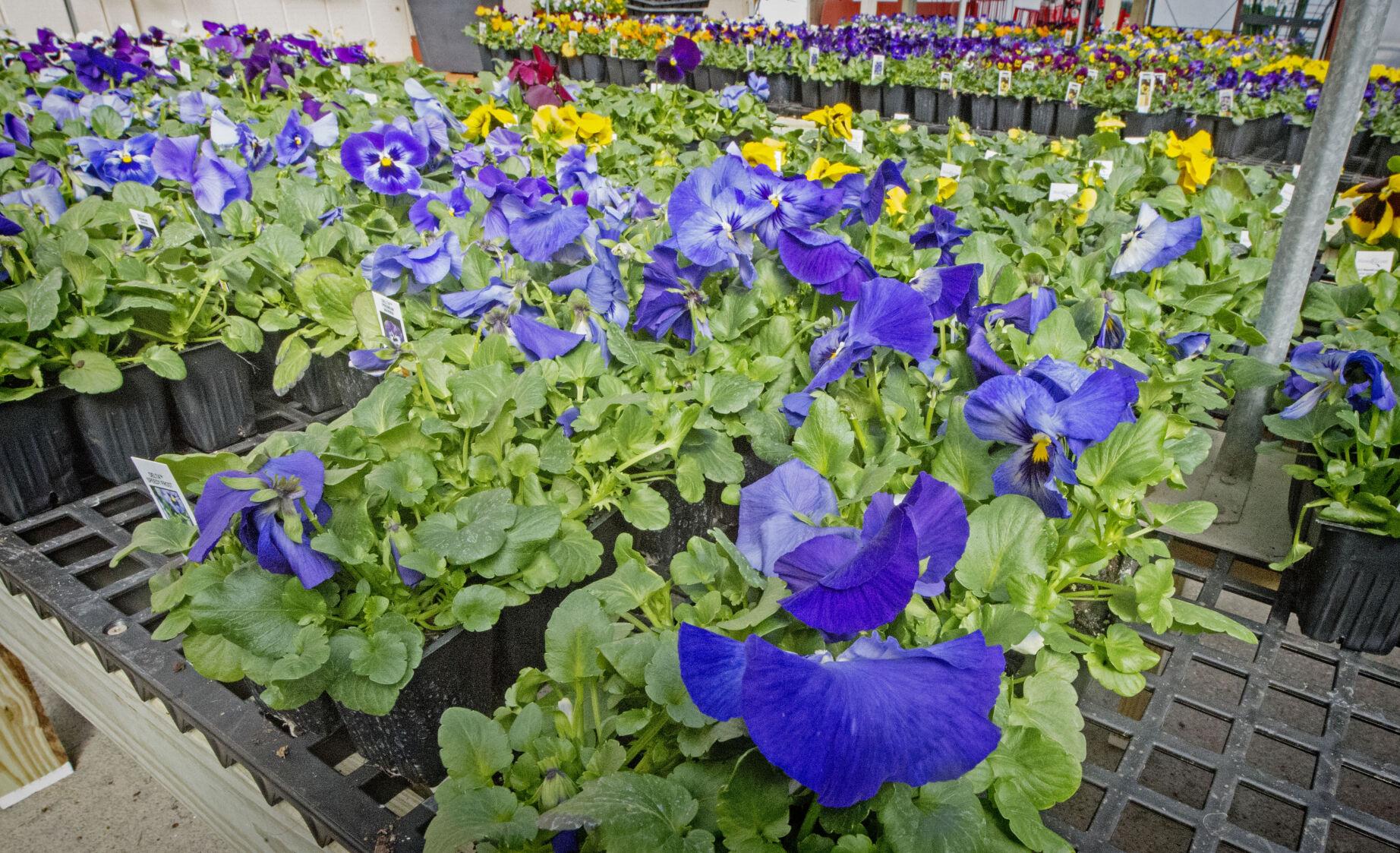 Ken's Gardens | | lancasteronline.com