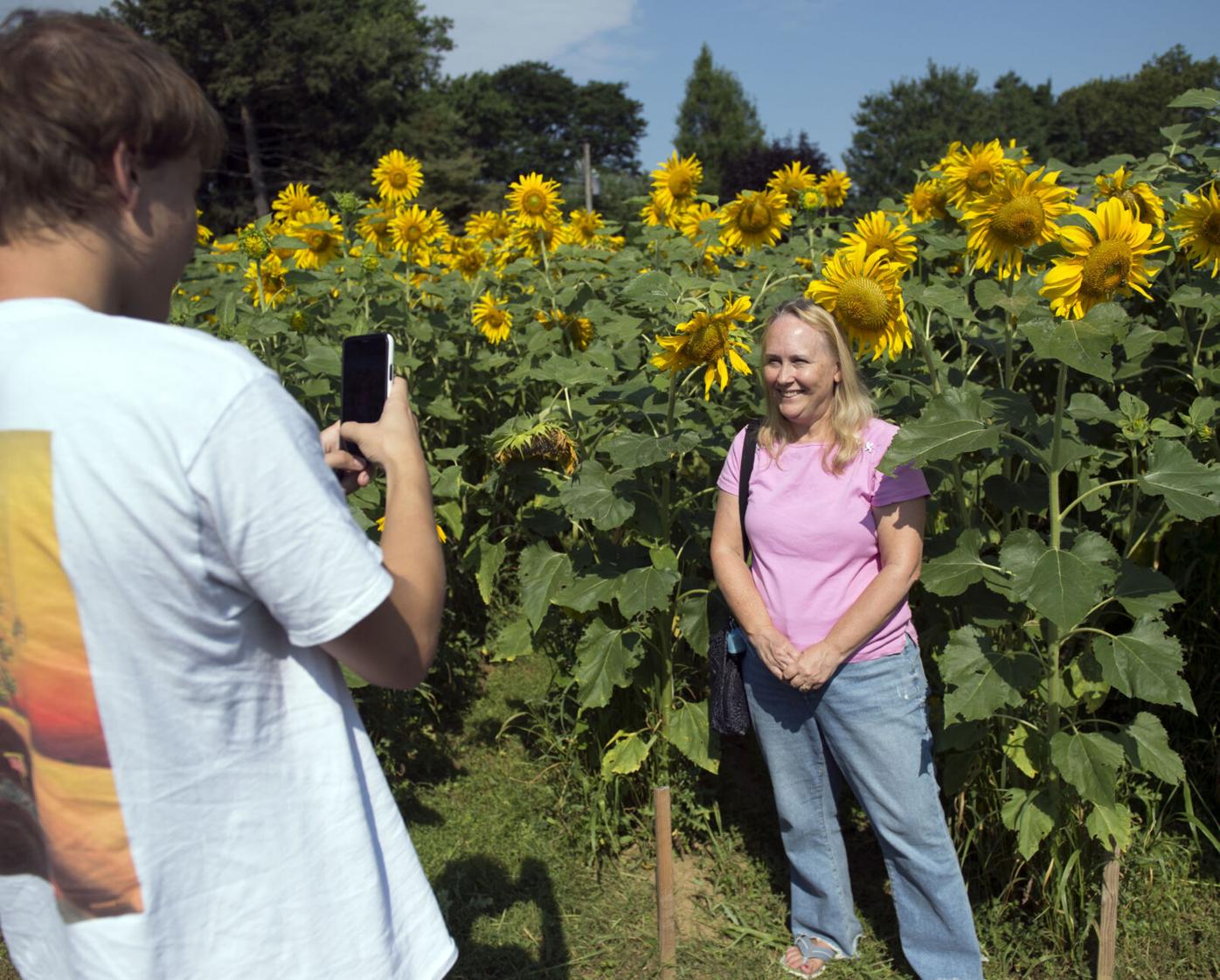 Wheatland Sunflower Field