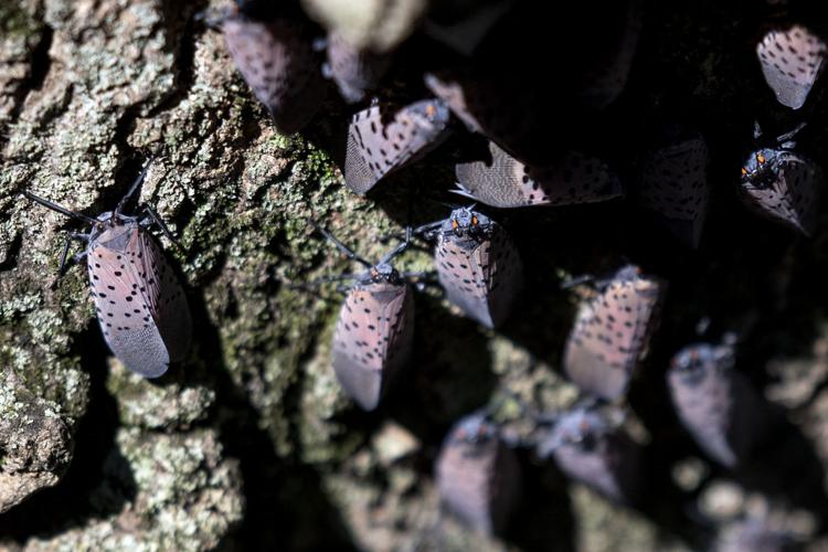 Spotted lanternflies gather on tree in Manheim Twp [photos] | Local ...