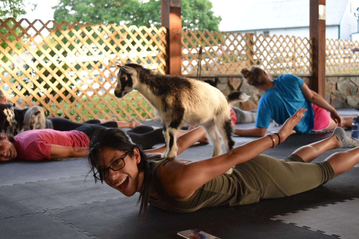 Goat Yoga Starring 14 Baby Pygmy Goats Is Baa Ck In Lancaster County Photos Food Living Lancasteronline Com
