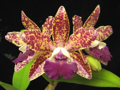 Check Out These 7 Pennsylvania Garden And Home Shows In 2018 Home Garden Lancasteronline Com