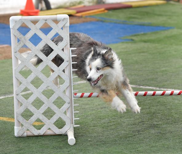 Rocky Creek Dog Agility 16.jpg