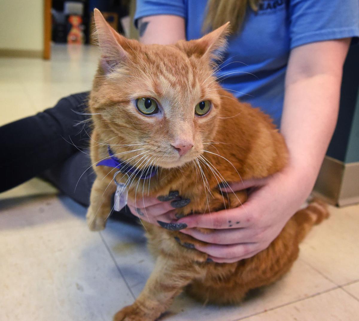 Pet Of The Week Adopt Chunk Norris A 14 Year Old Diabetic Cat