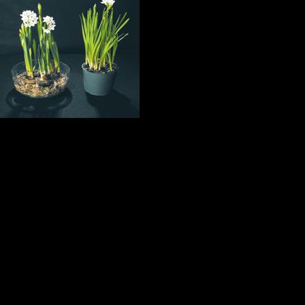 Powerful paperwhites | Lifestyle | lancasteronline.com