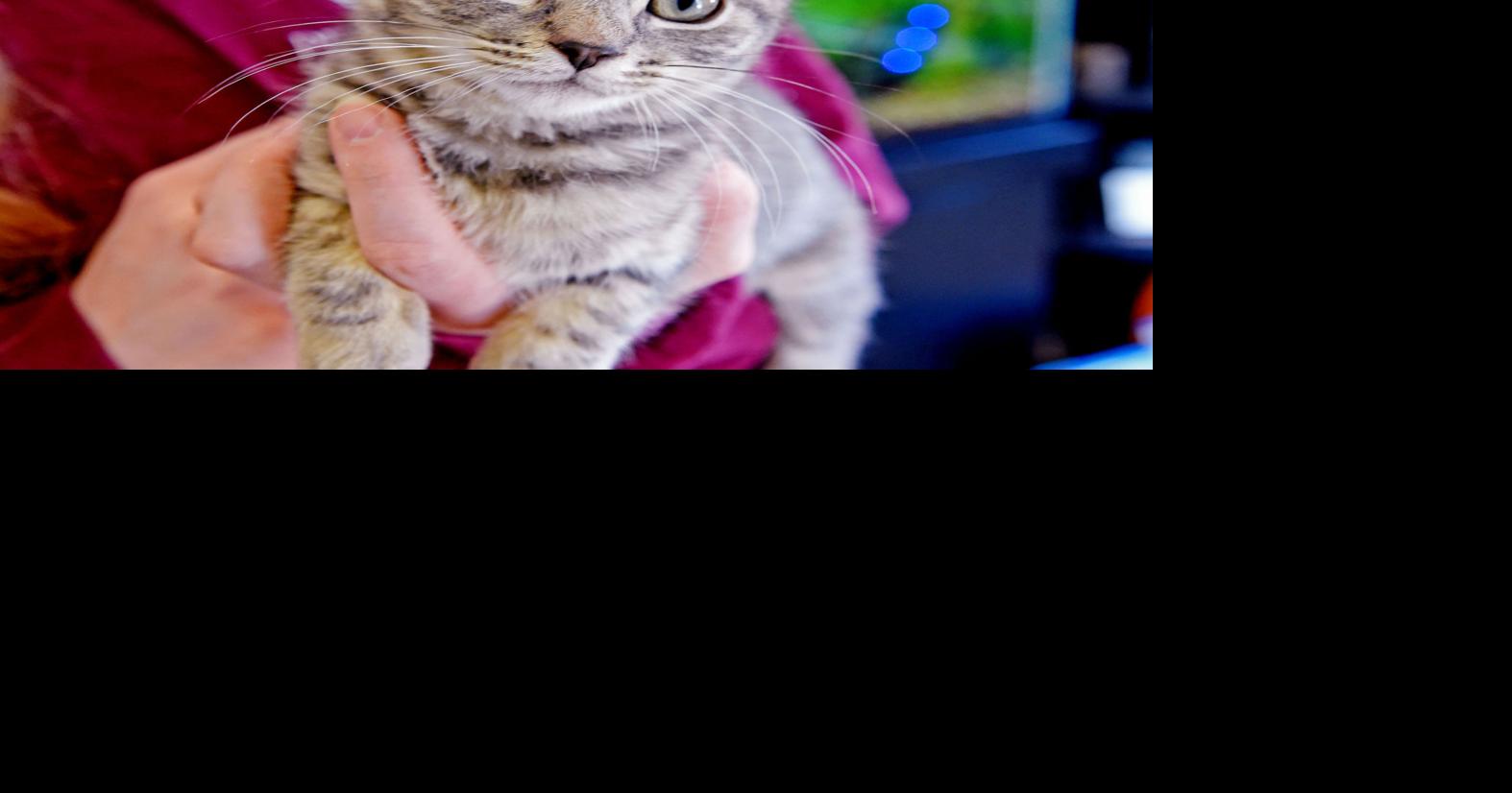 Pet of the Week Adopt Gloria, a 10weekold shorthair kitten Local