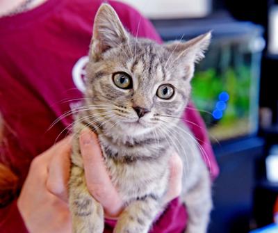 Cat for adoption - Graham Ashcraft, a Domestic Short Hair in