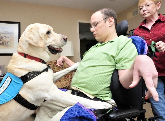 how to teach a labrador tricks