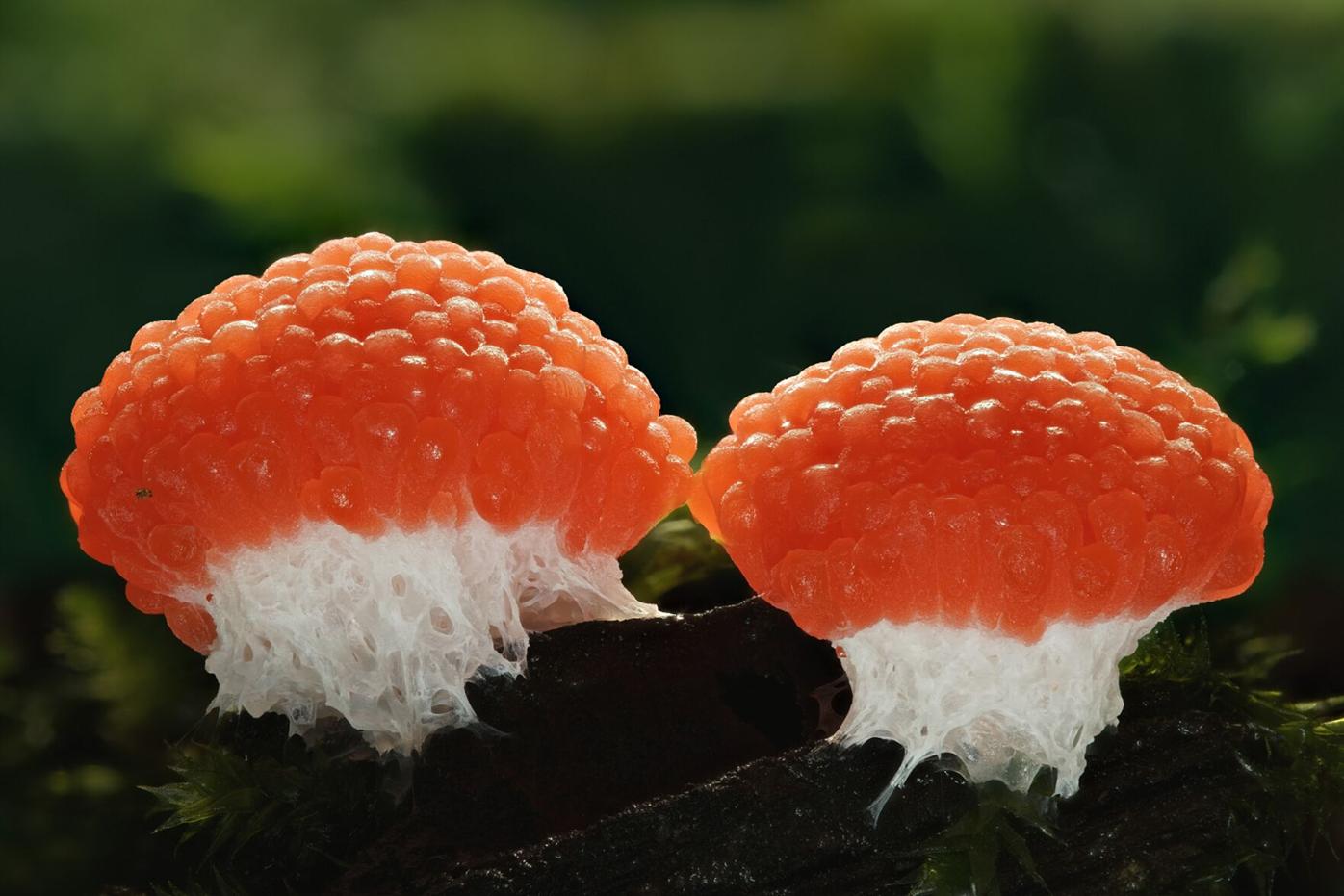 Givens red raspberry slime mold.png