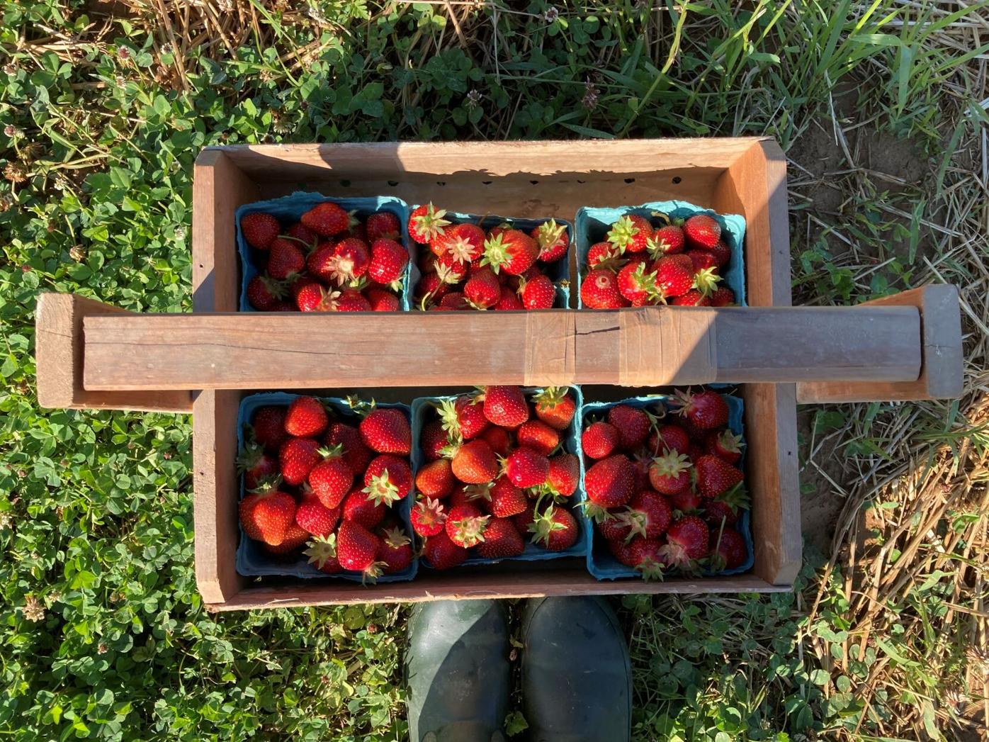 Fresas Frescas, Kevin and I went strawberry picking in the …