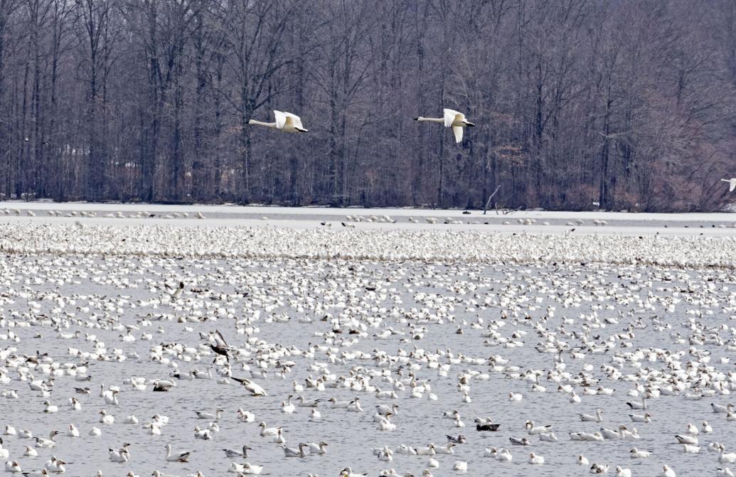 Middle creek snow geese