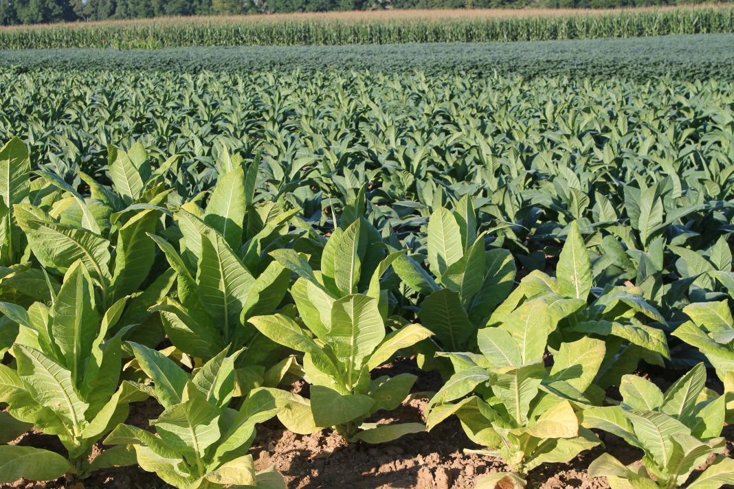 Tobacco making a comeback in Lancaster County Local News