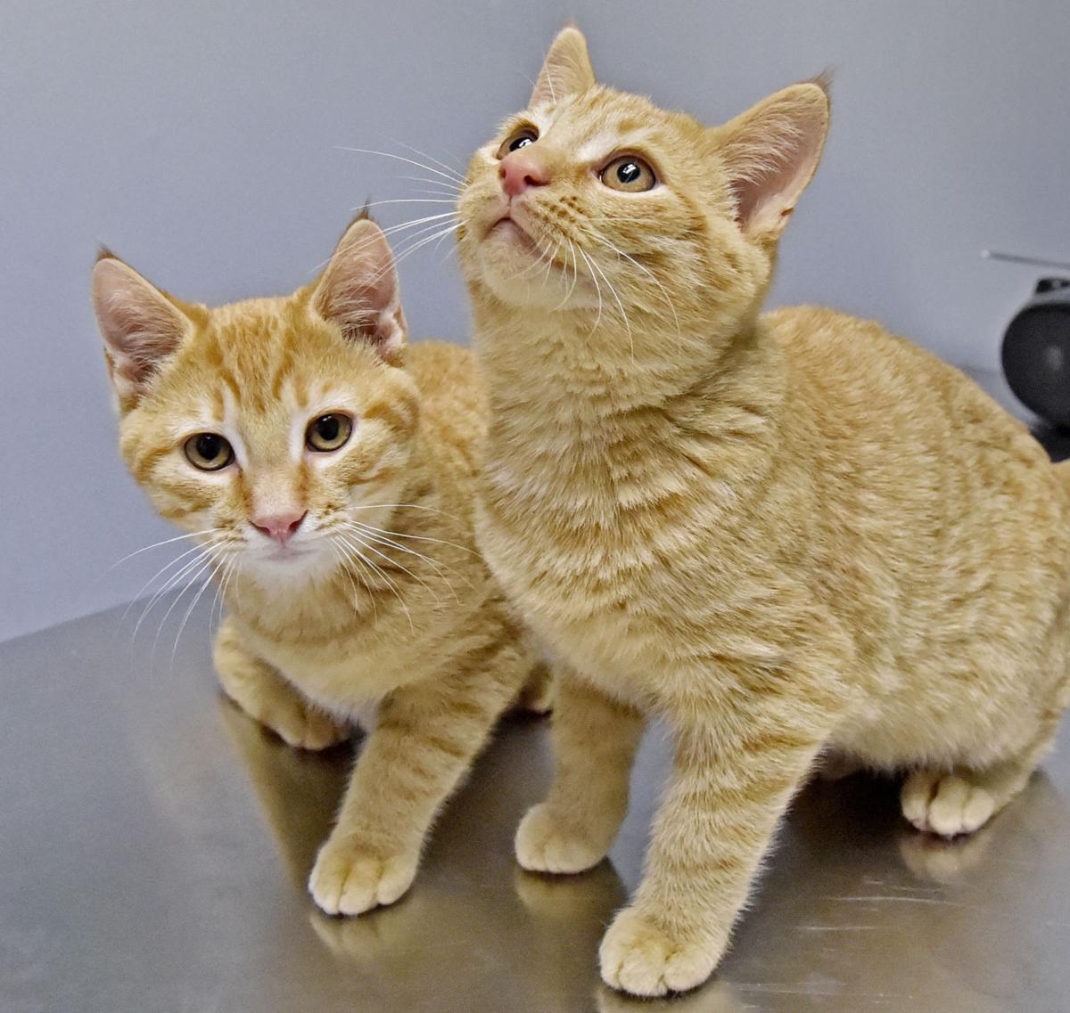 Pet of the week Adopt Copper and Chili, 5monthold kitten brothers