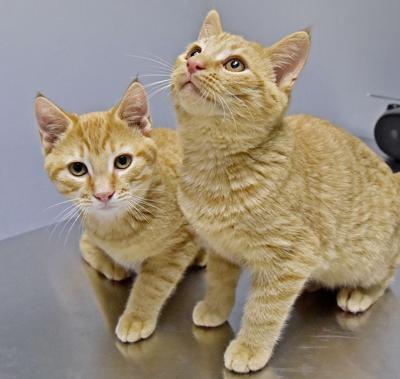 kitten month pet lancasteronline chili copper week old
