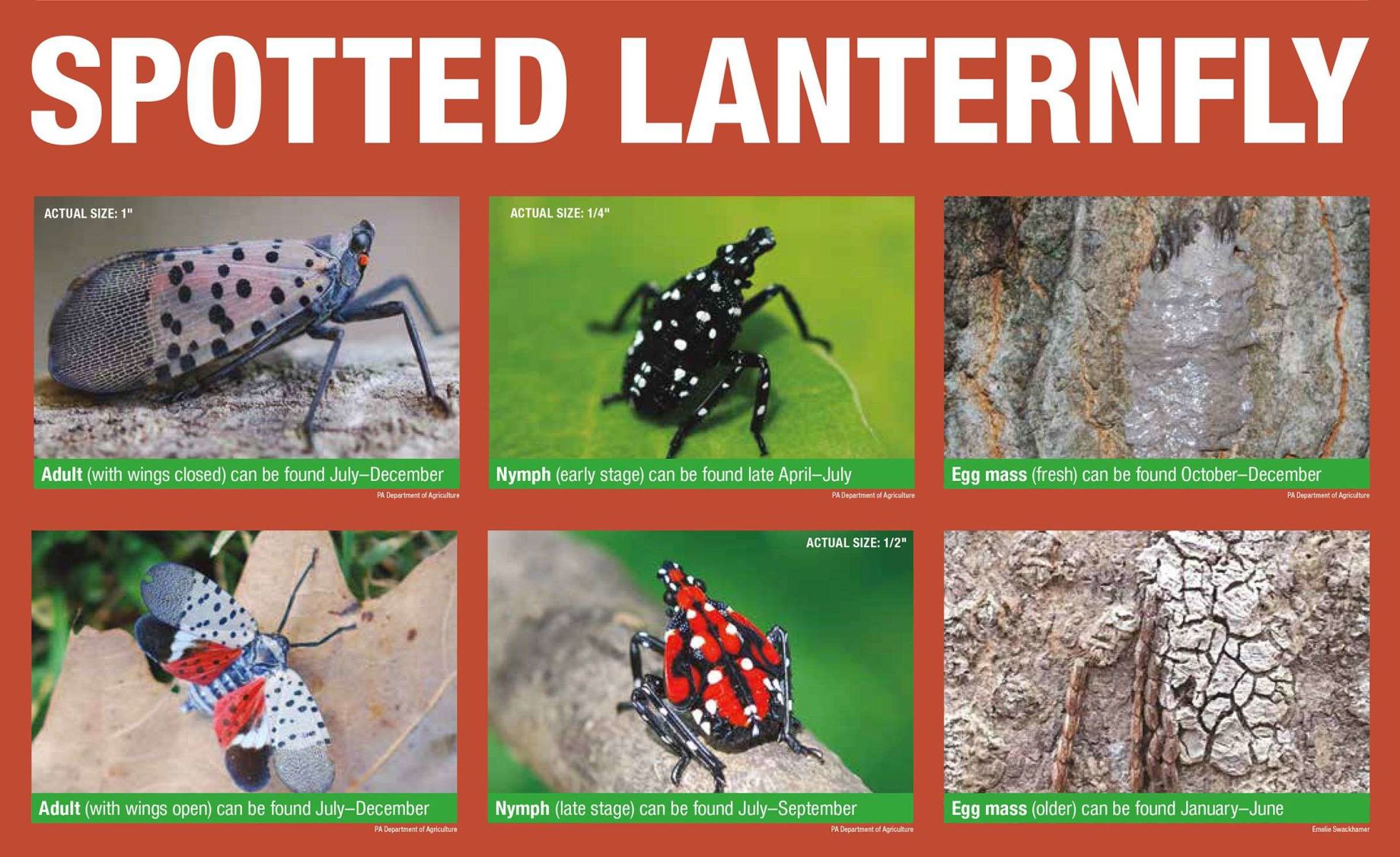spotted lantern fly insecticide spotted lantern fly insecticide