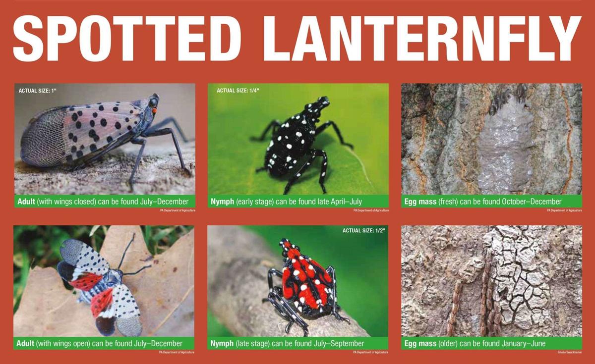Dreaded spotted lanternflies march through Lancaster