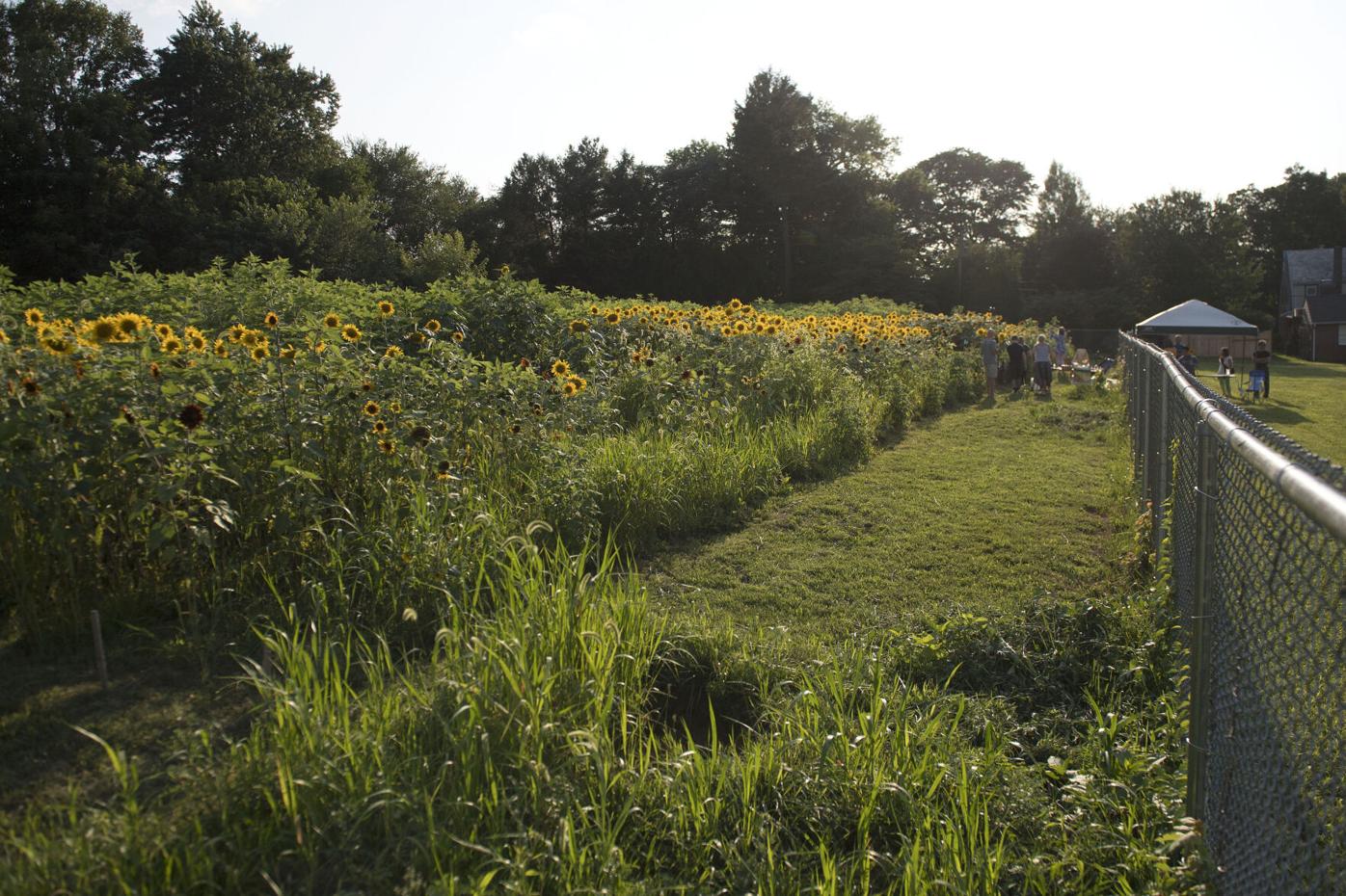 Wheatland Sunflower Field