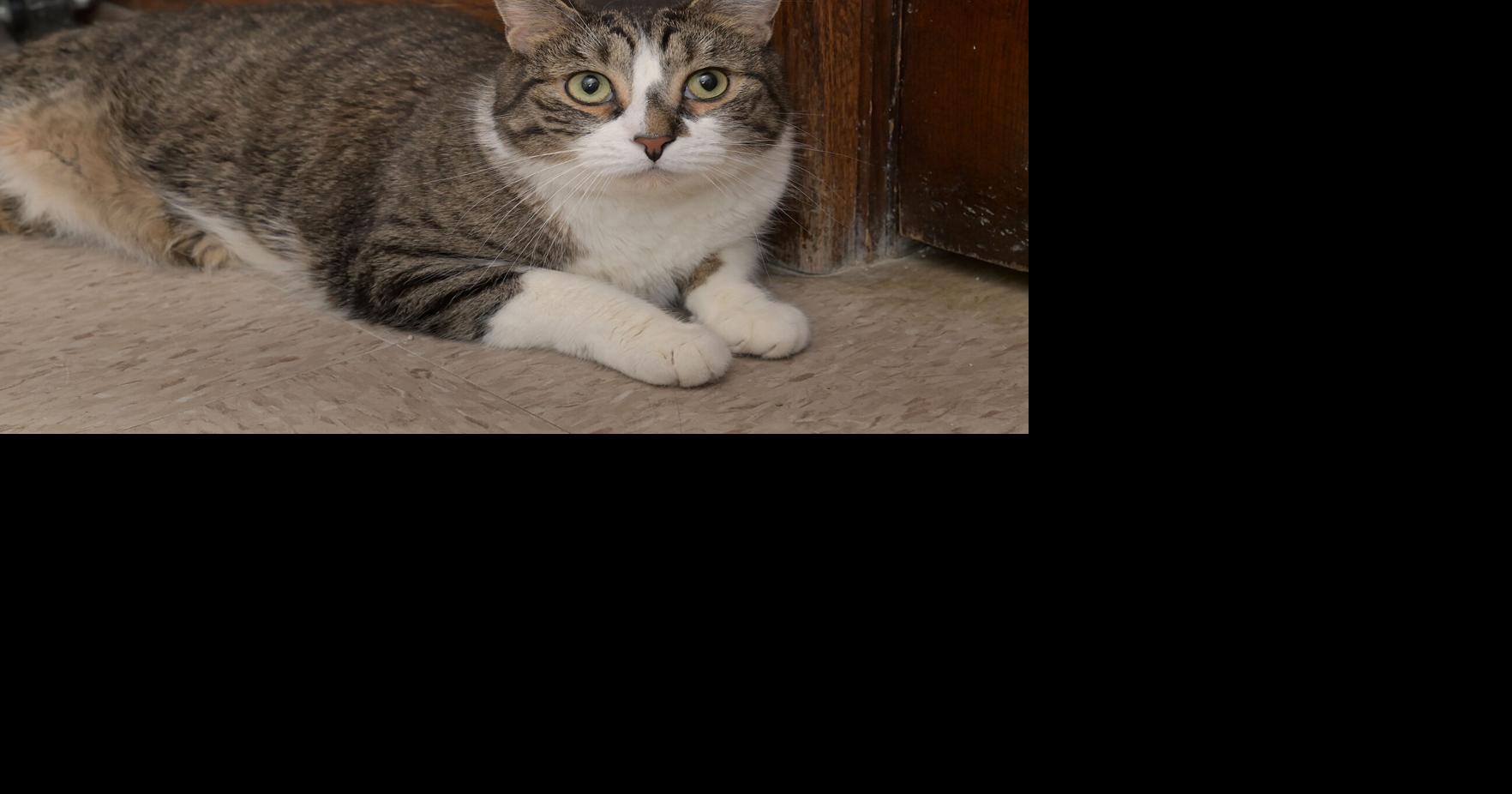 Pet of the week Loving Lenny is good with other cats, kids Together