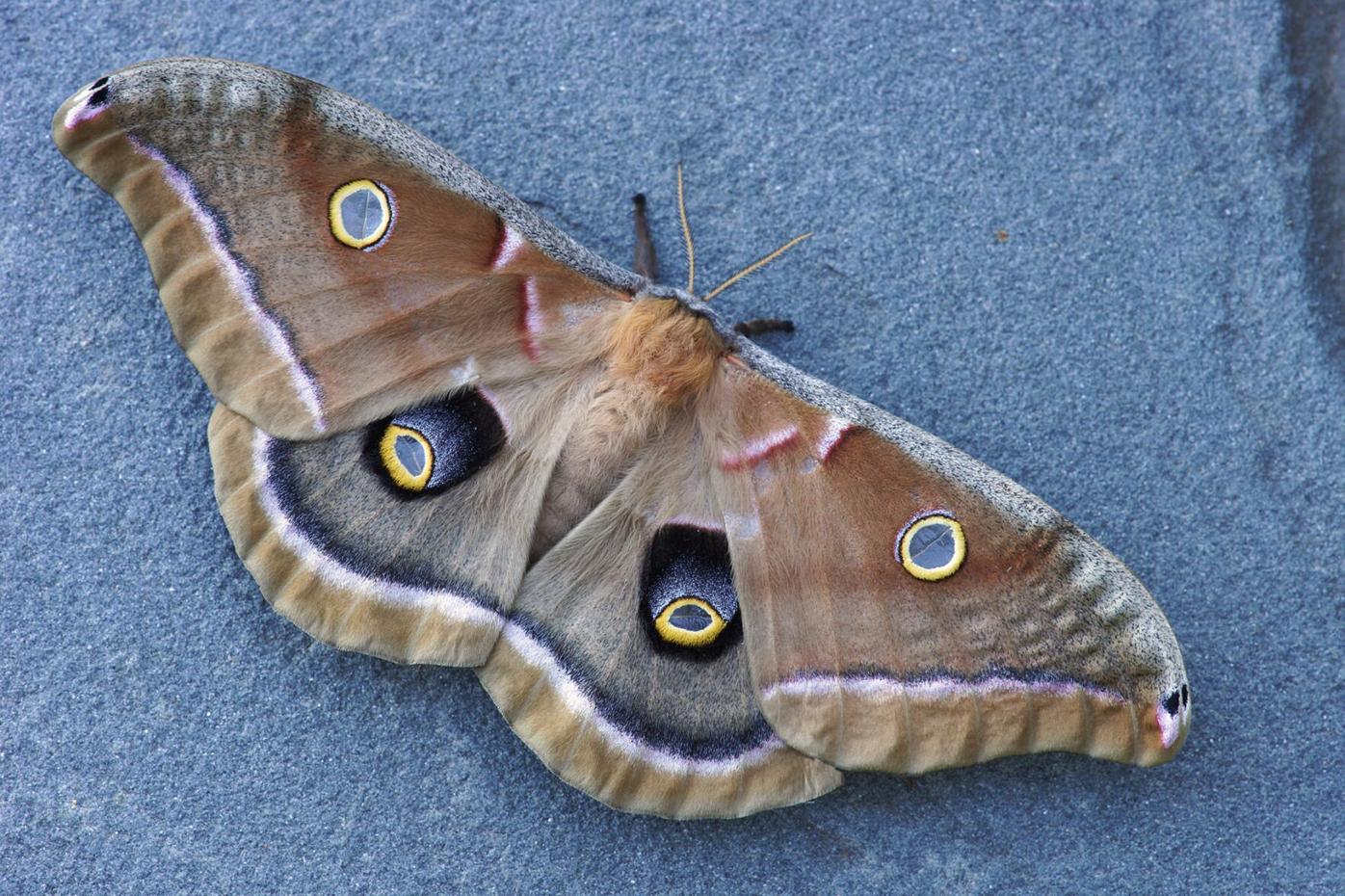 Givens silk moth Tanger arb..png
