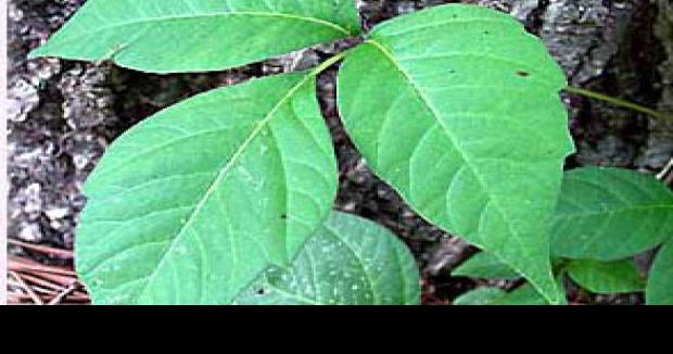 Is Climate Change Making Poison Ivy Worse Local News