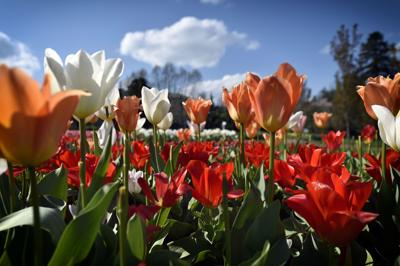 Hershey Gardens Is Closed But Here S A Look At The 26 000 Tulip