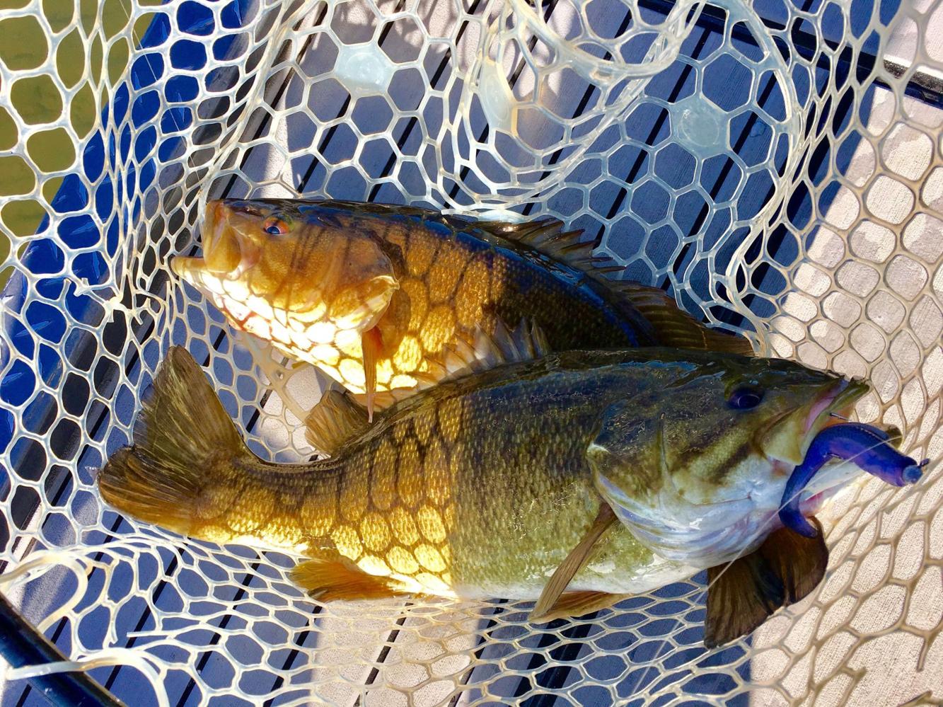 After complaints, Fish Commission may again allow bass fishing in spring for Lower Susquehanna