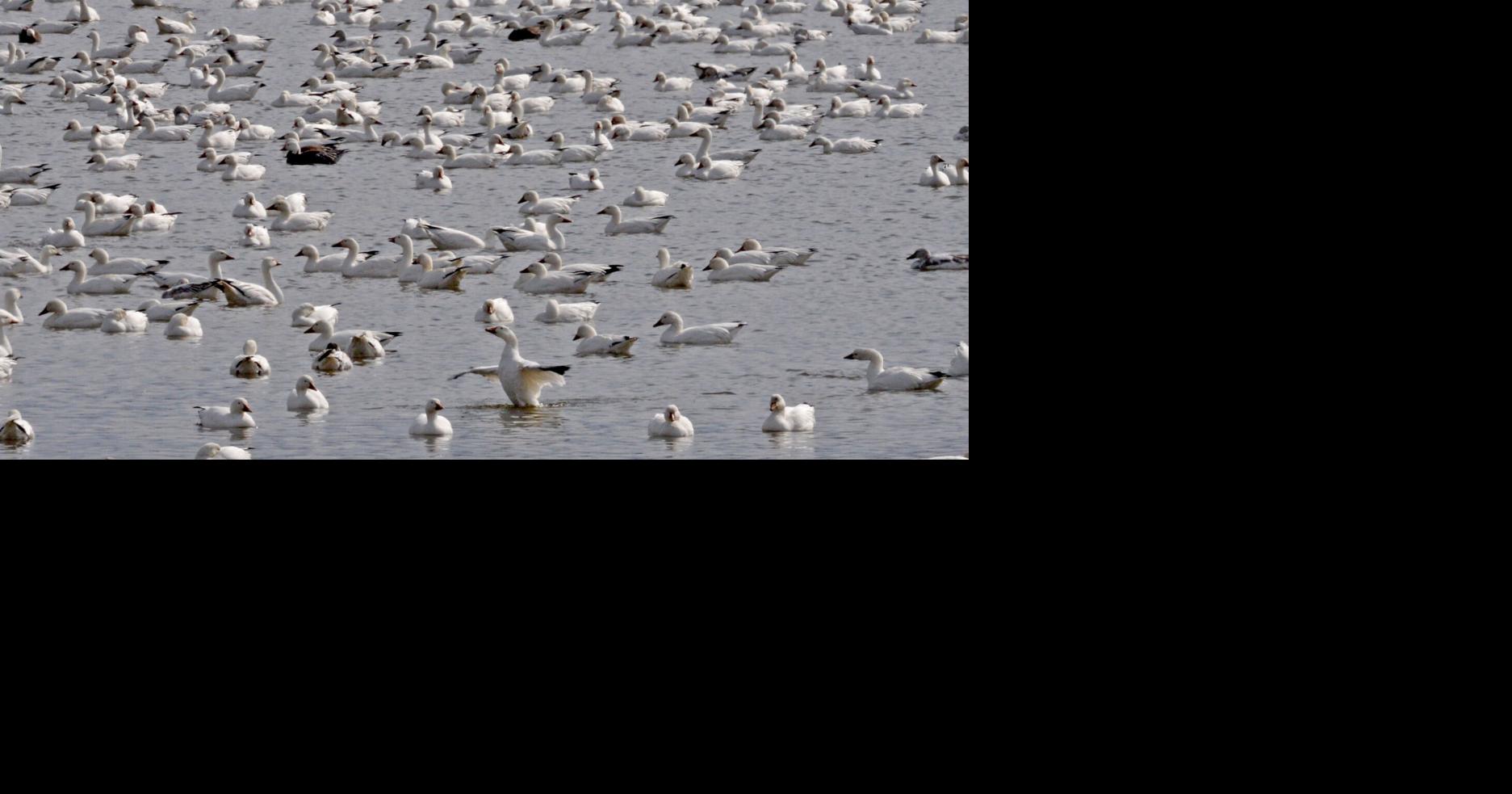 Middle creek snow geese