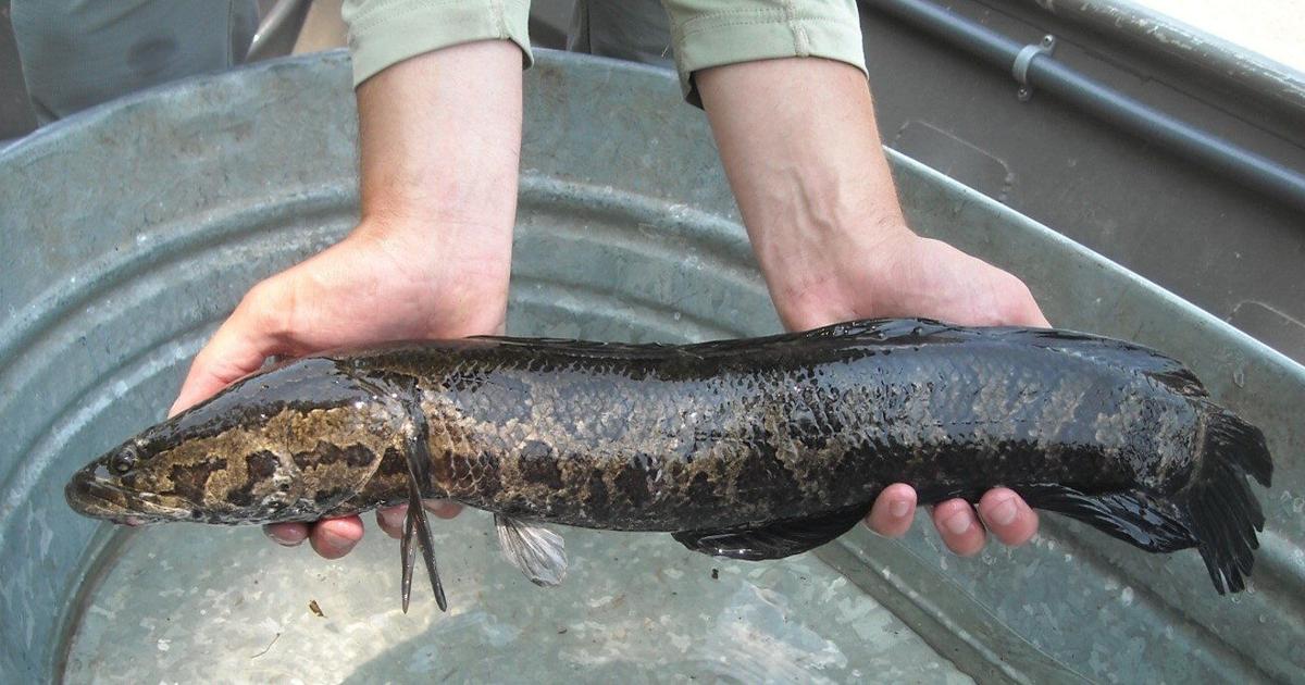 Invasive snakeheads in the Susquehanna: catch them, kill them, report ...