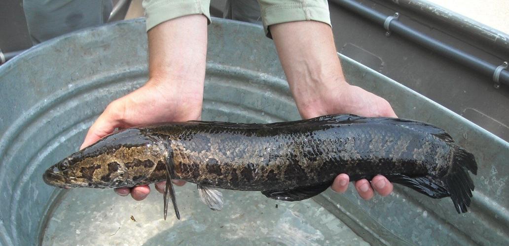 Invasive snakeheads in the Susquehanna: catch them, kill them