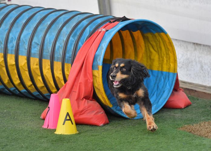 Rocky Creek Dog Agility 17.jpg