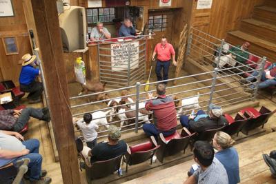 holland goat sales stables goats stable farming lancasteronline auction over herd sheep bids auctioneer takes monday small