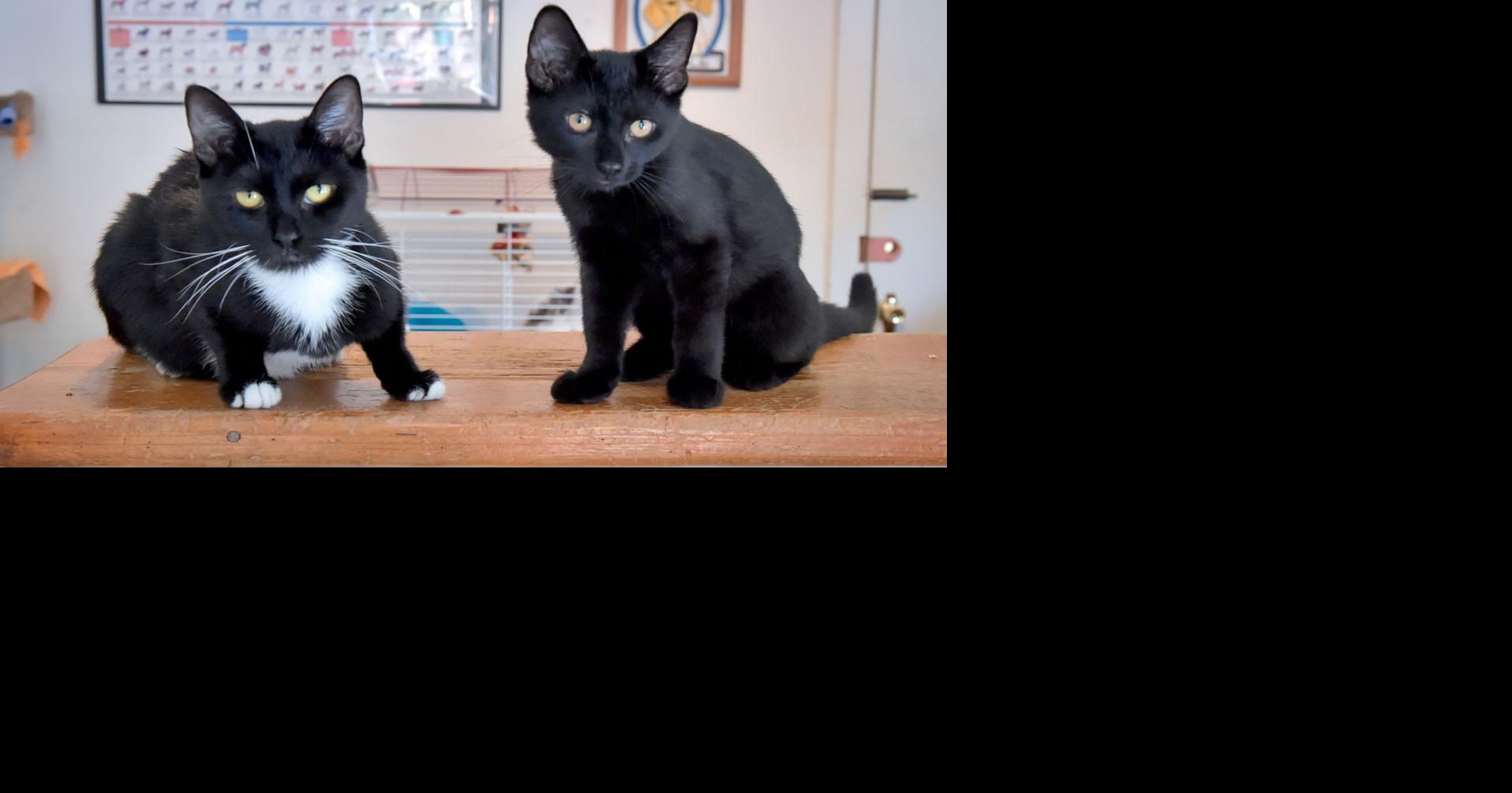 Pet of the week Adopt mom and son domestic shorthair cats, Daisy and