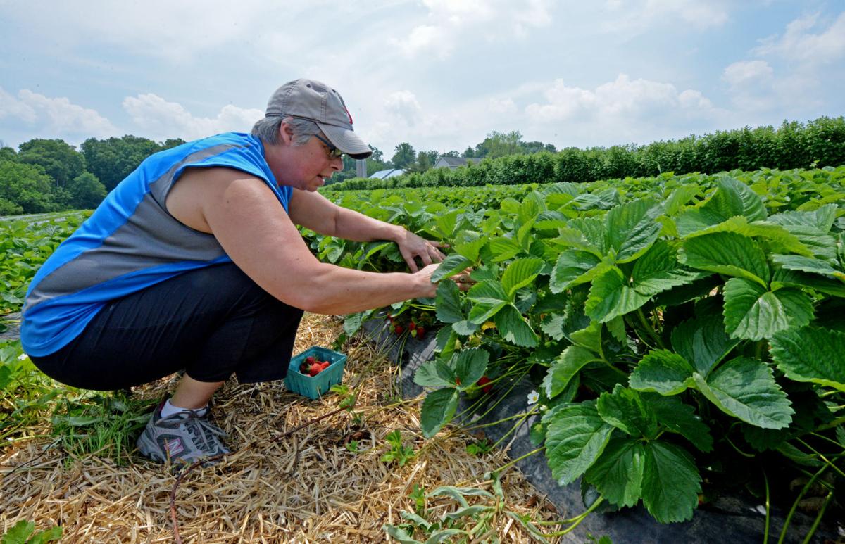 It's strawberry picking time Here are 7 Lancaster farms where you can