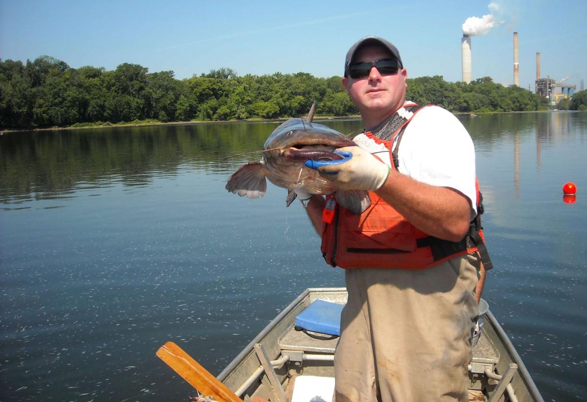Growing flathead catfish population in Susquehanna time to embrace