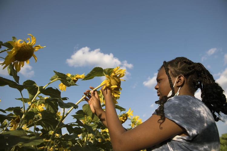 Wheatland Community Sunflower Garden [photos]