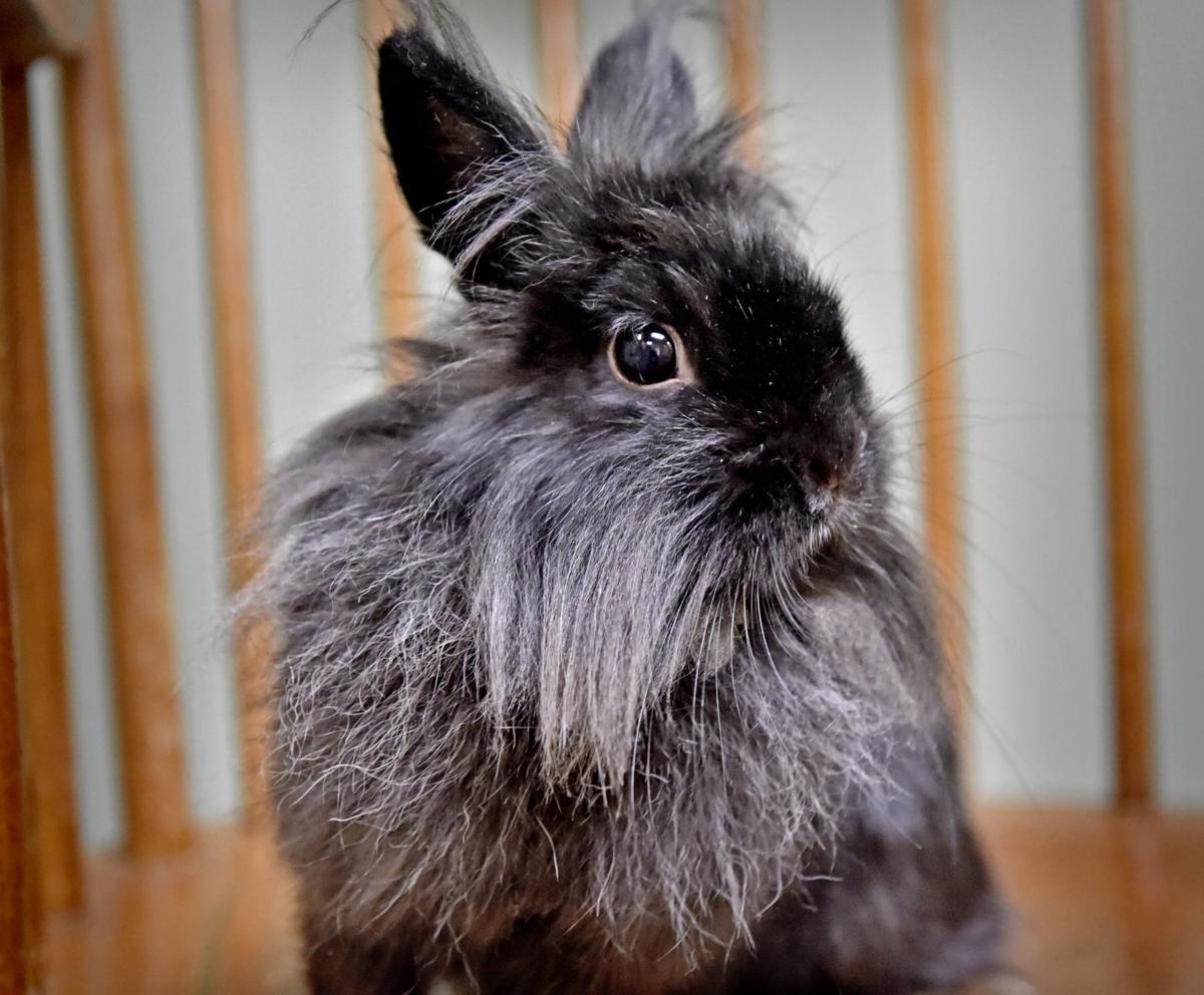 Pet of the week Adopt Pepper, a 1yearold lionhead rabbit Local