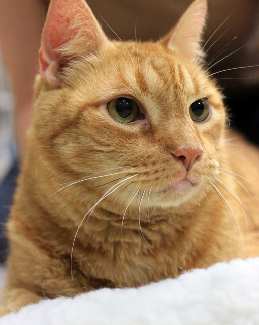 Zeus the cat has good nature, 'adopt me' smile | Lifestyle ...