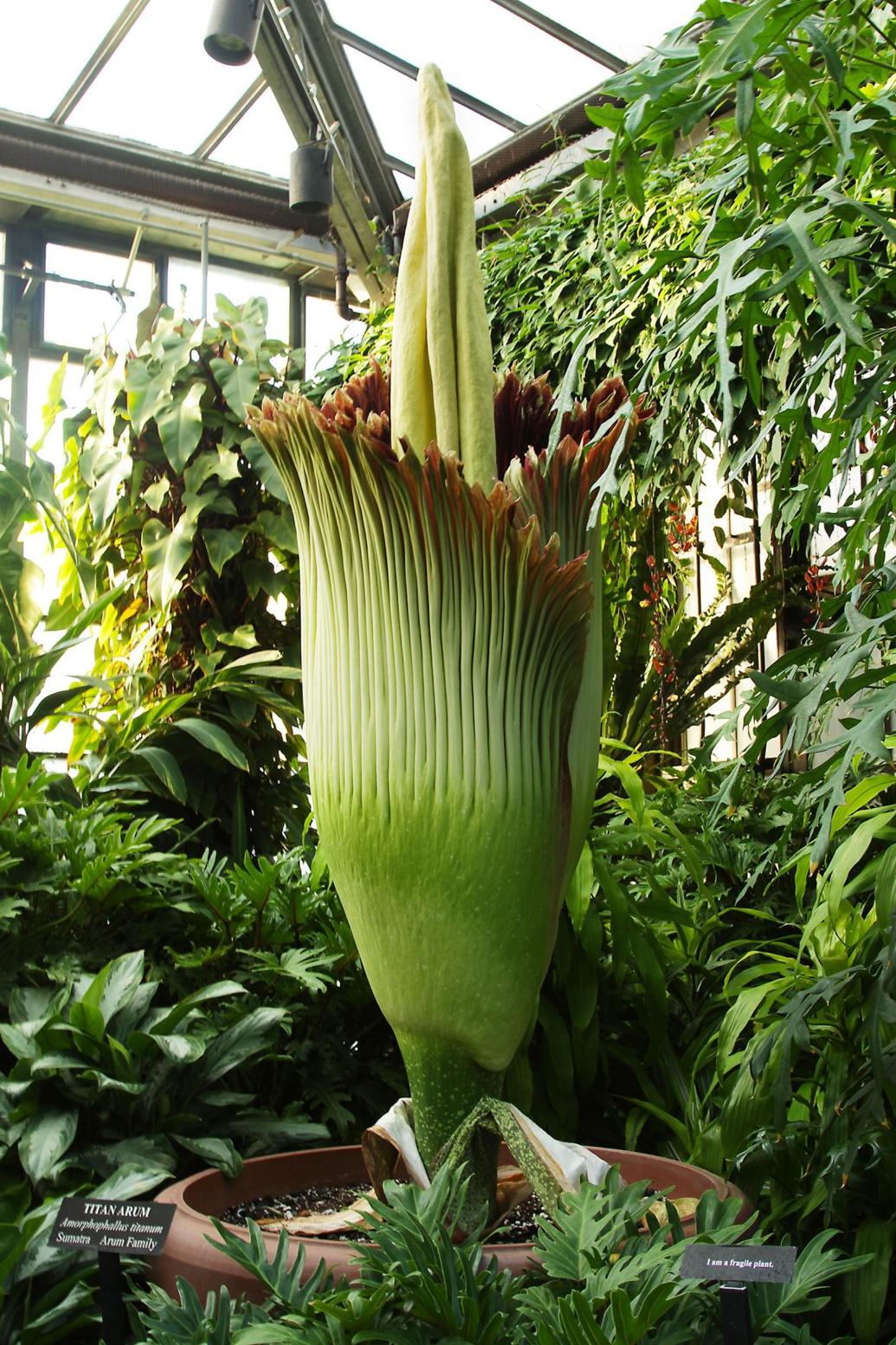 Stinky, rare corpse flower is blooming at Longwood Gardens and will