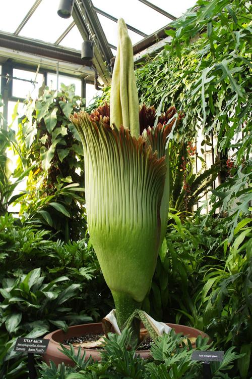 Stinky Rare Corpse Flower Is Blooming At Longwood Gardens And