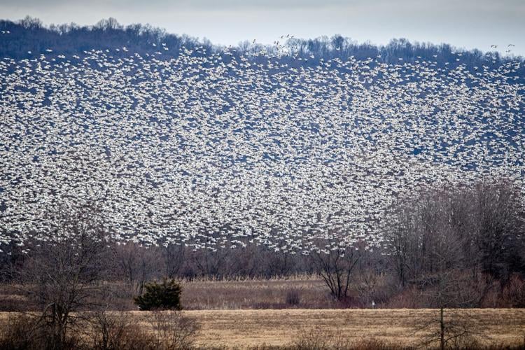 Snow geese flock to Middle Creek [photos] Local News