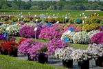 Flower trial