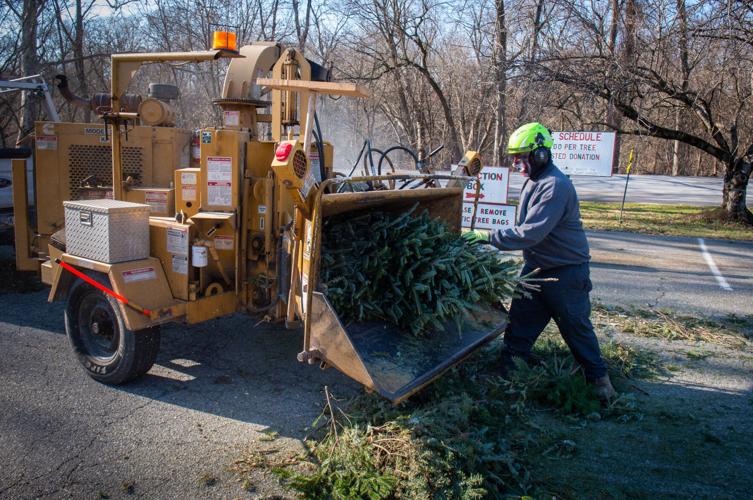Christmas trees turned into mulch [photos] Local News