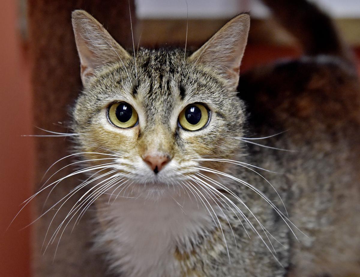 Adopt Geely, a 3yearold tiger mix; Lancaster SPCA is reducing or