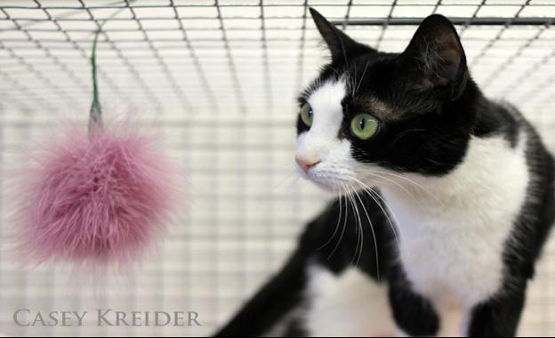 Lancaster County Spca Offers 10 Cat Adoptions To Reduce Summer Glut Of Homeless Felines Local News Lancasteronline Com